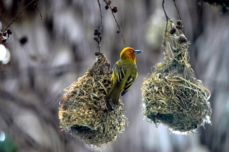 Birds nests swallow nature photo