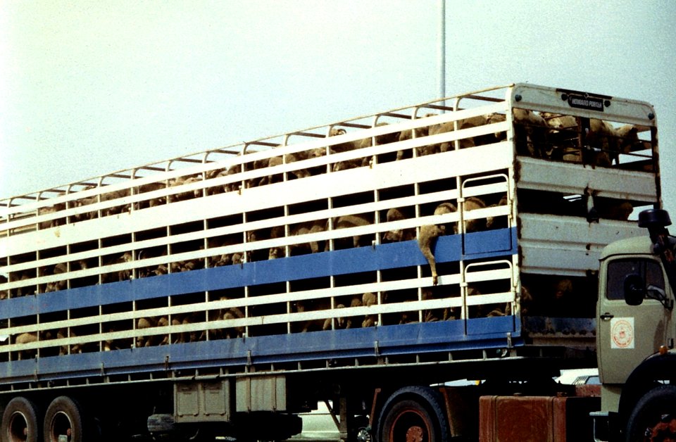 1982_around_kuwait_12