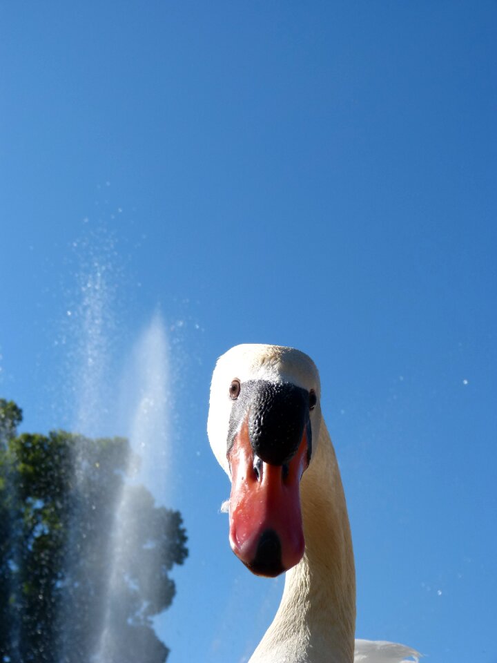 Curious director bird