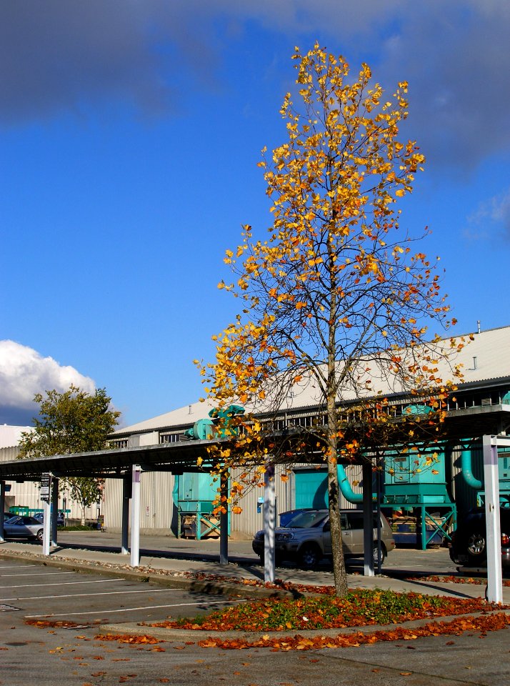 Just a Tree at BCIT? photo