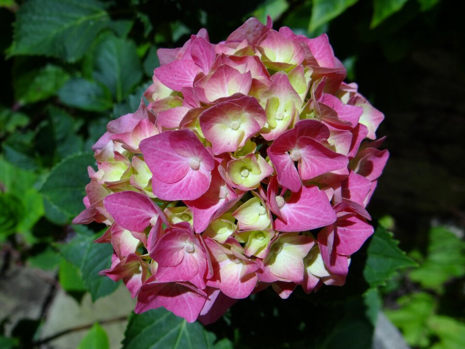 Summer garden botanical