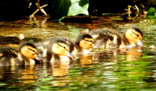 All in a Row