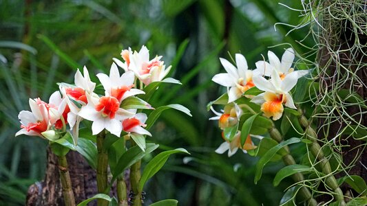 Plant tropical park