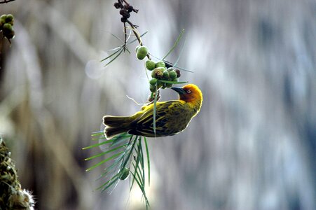 Nature gray time gray birds