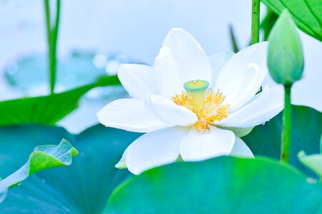 Flowers green leaf