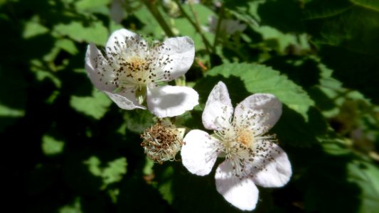 Blackberries Coming