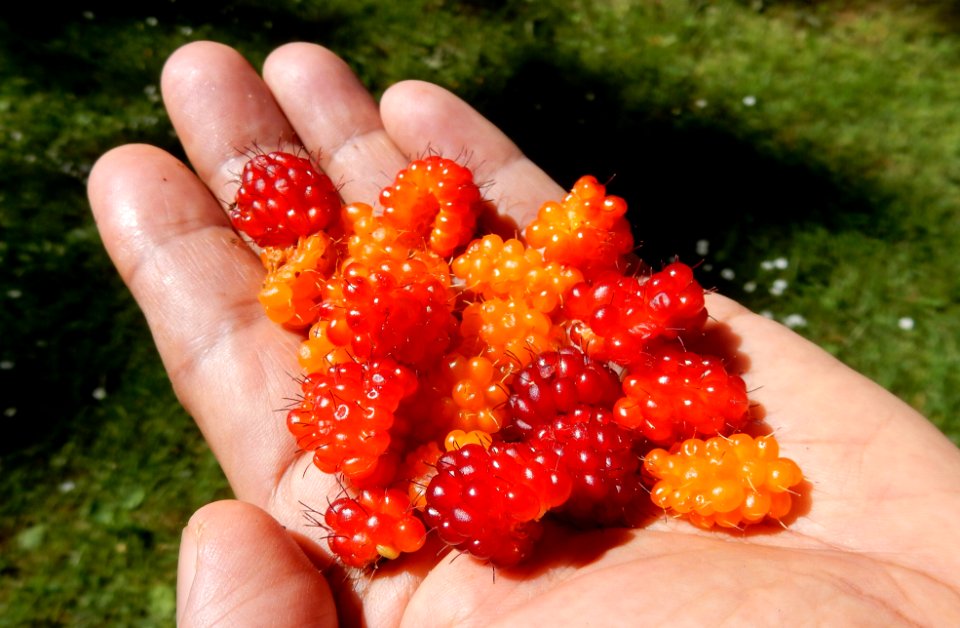 Salmon Berries