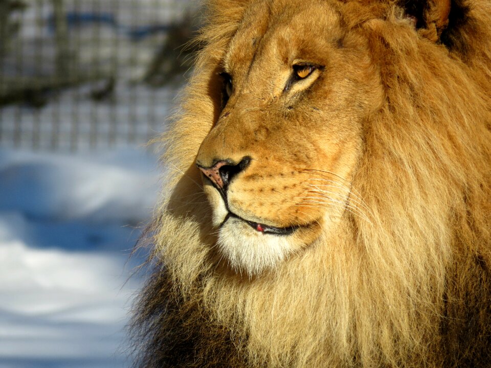 Big cat zoo fur photo