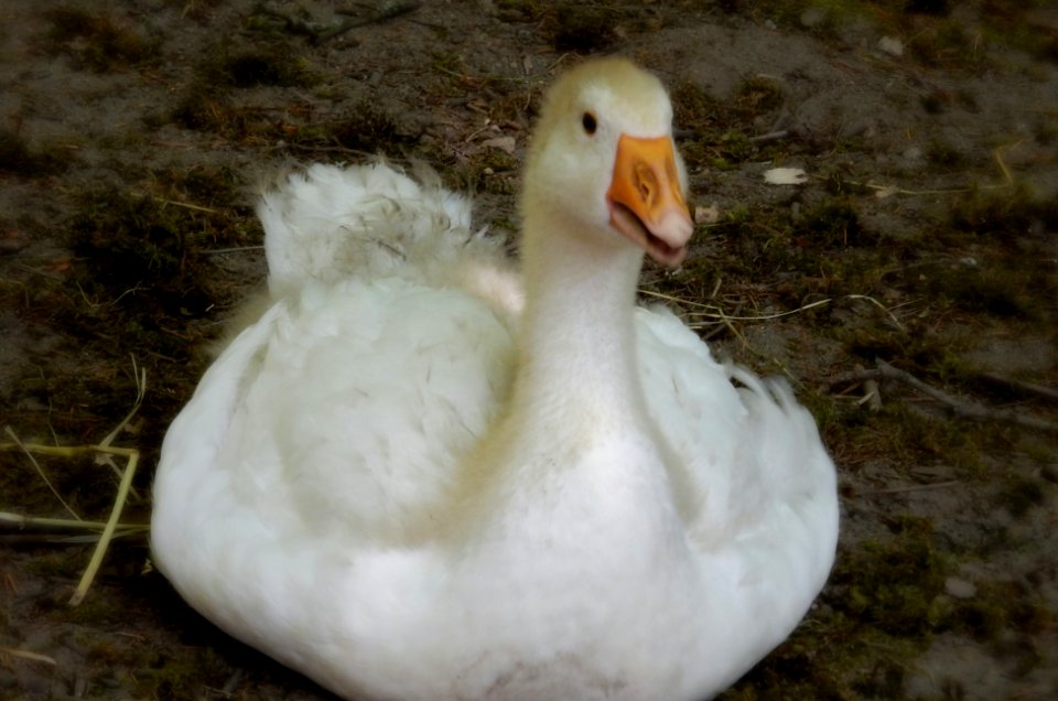 Duck, Duck, Goose