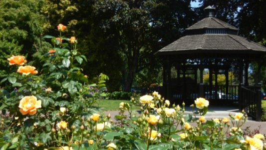 Rose Garden
