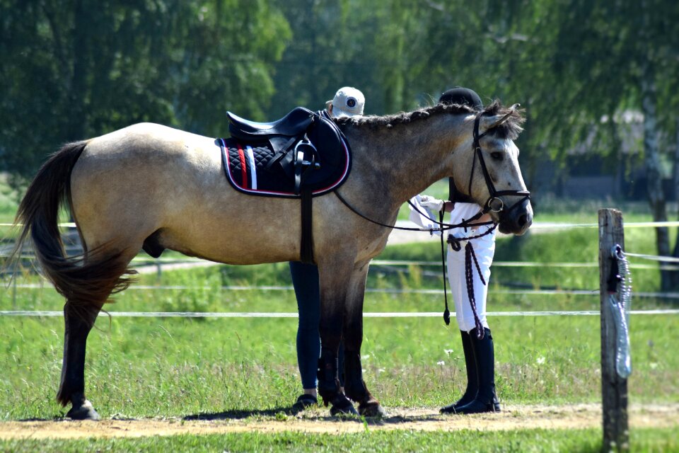 Horseback horse riding saddle