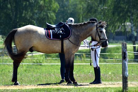 Horseback horse riding saddle photo