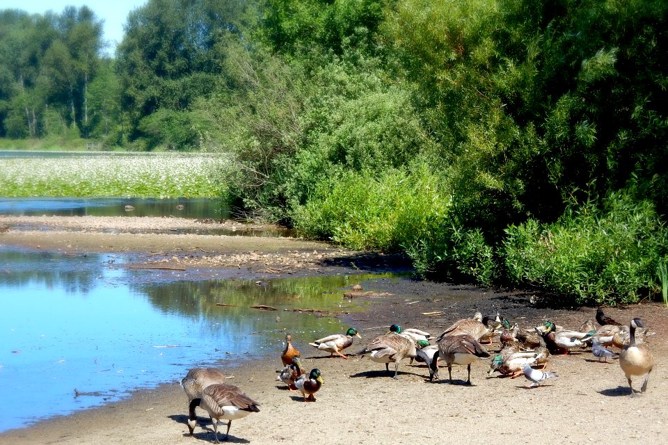 Duck Duck Goose