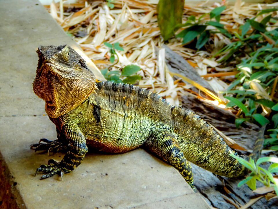 Reptile wildlife animal