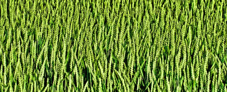 Harvest agriculture landscape