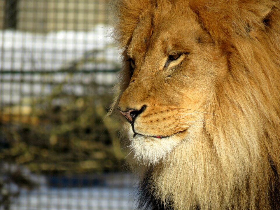 Big cat zoo fur photo