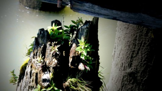 Old Pier, New Life