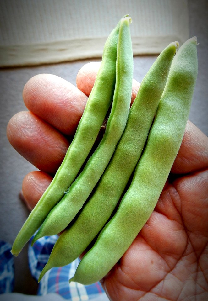 Beans from the Balcony