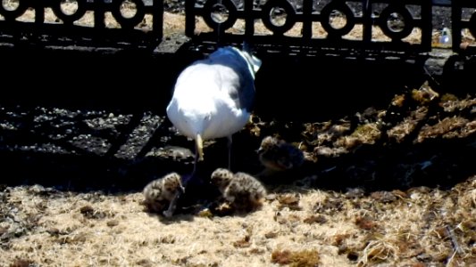 Finding the Baby Gulls photo