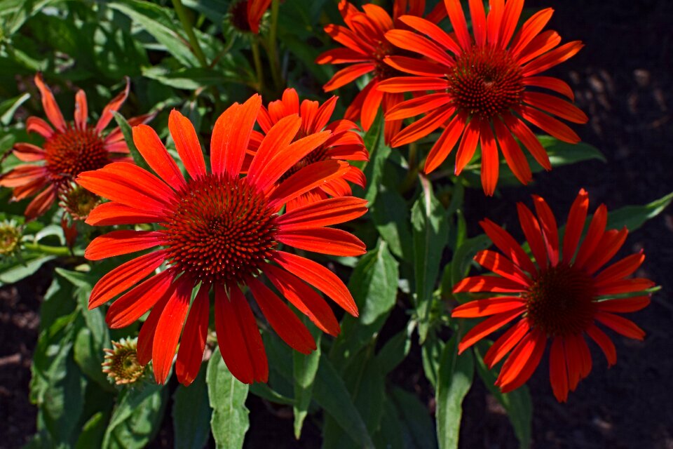 Medicinal garden summer