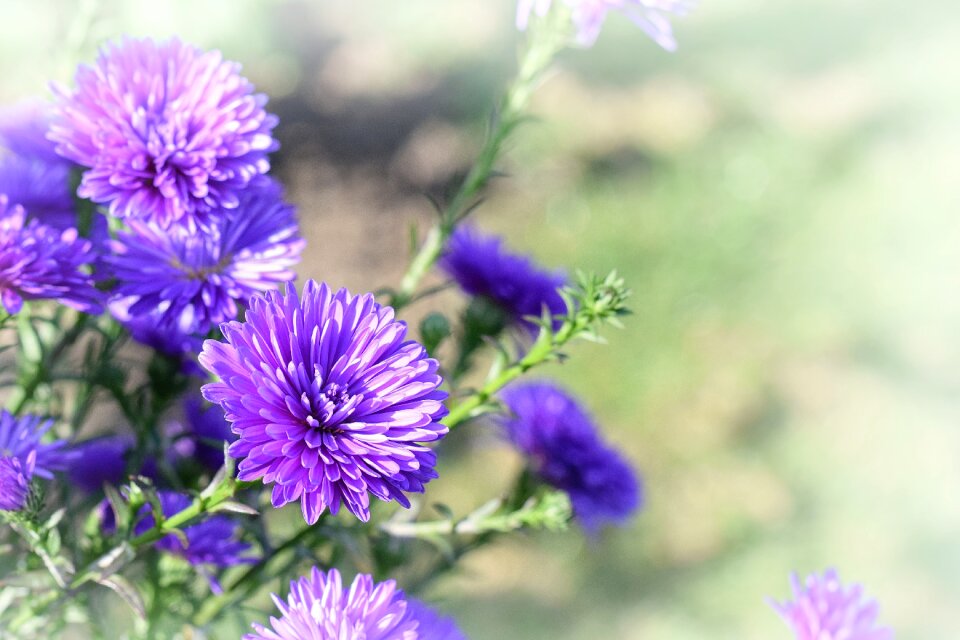 Purple detail autumn