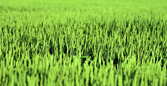 Village agriculture landscape