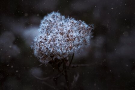 Dried plant snowflakes cold season