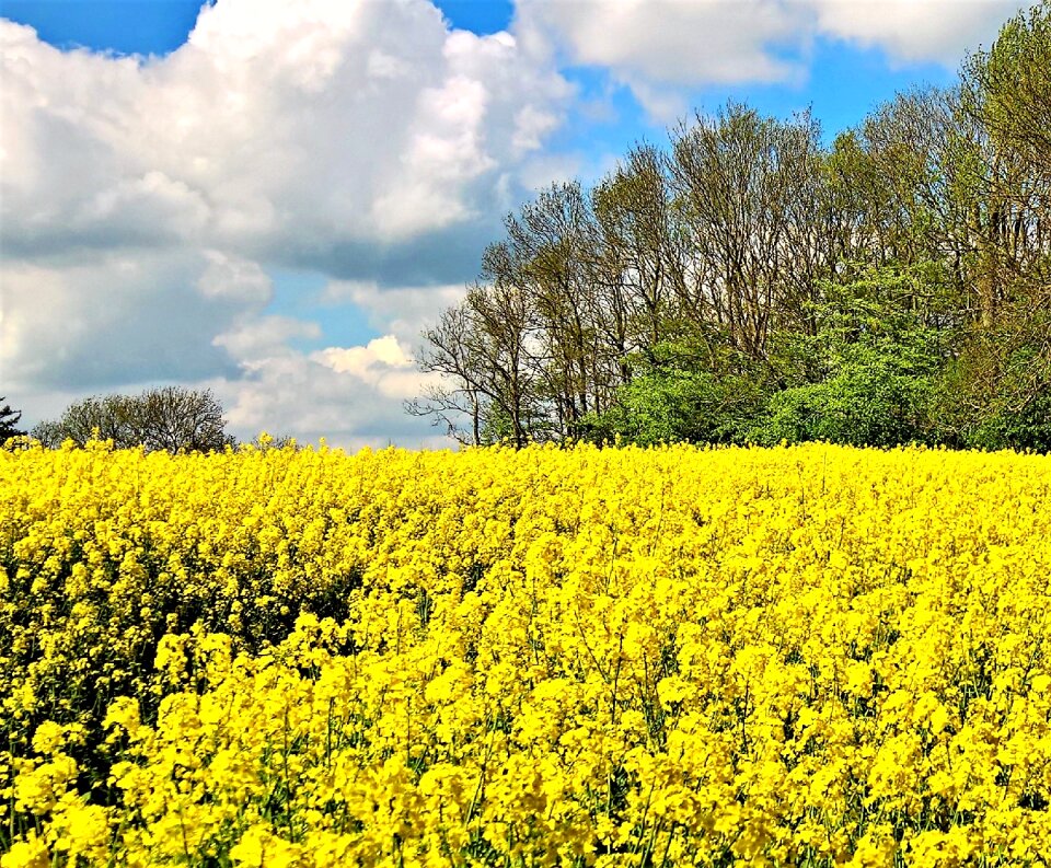 Bright spring nature