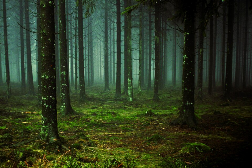 Trees nature mood