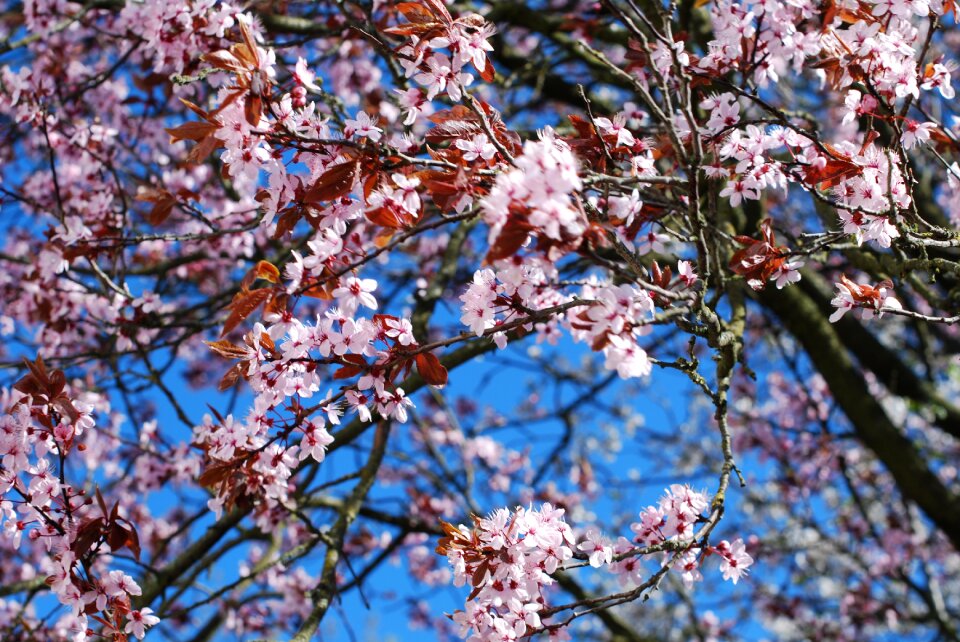 Tree spring nature