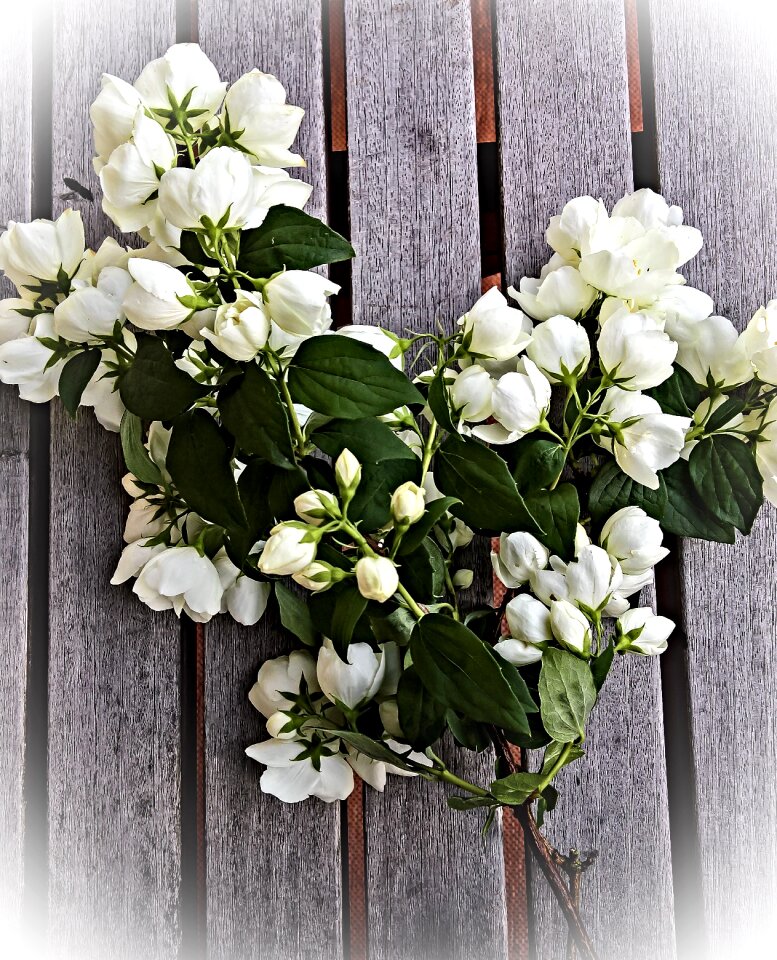 South american jasminart bush white