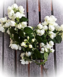 South american jasminart bush white