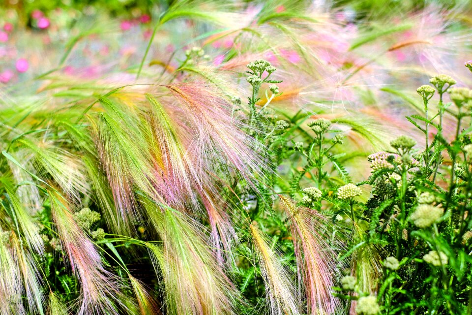 Halm barley field flowers