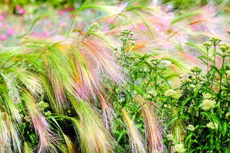 Halm barley field flowers