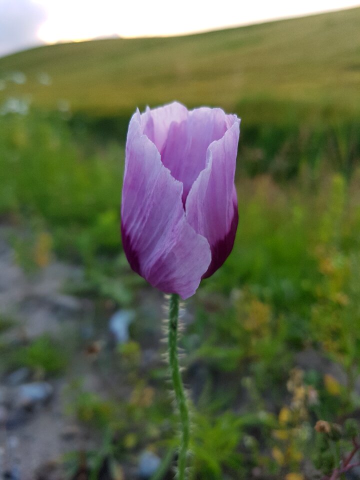 Wild flowers summer mark flowers