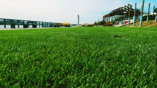 I Love Grass (But I Don't Graze)