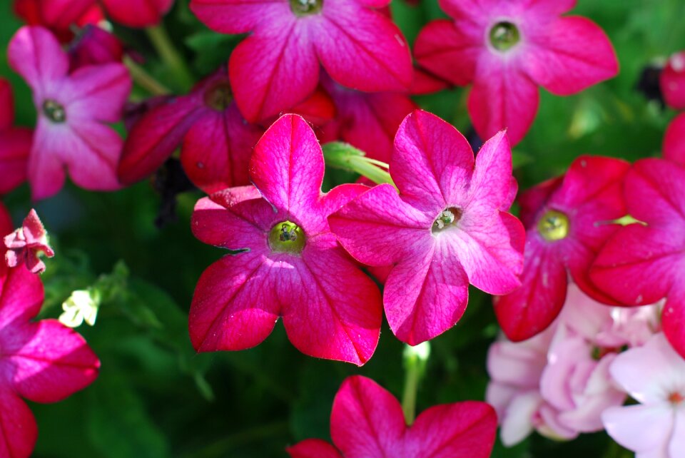 Nature summer blooming photo