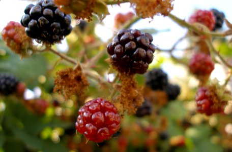 Very Berry
