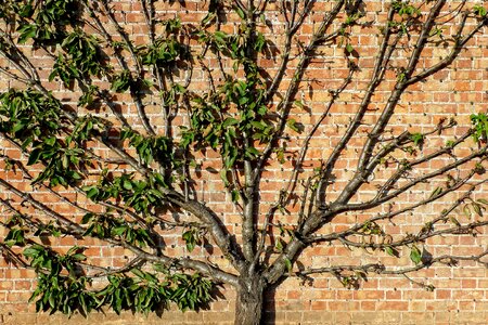 Fruit apple ornamental