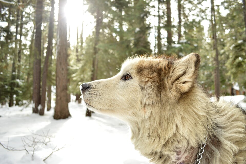 Snow background forest trees dog