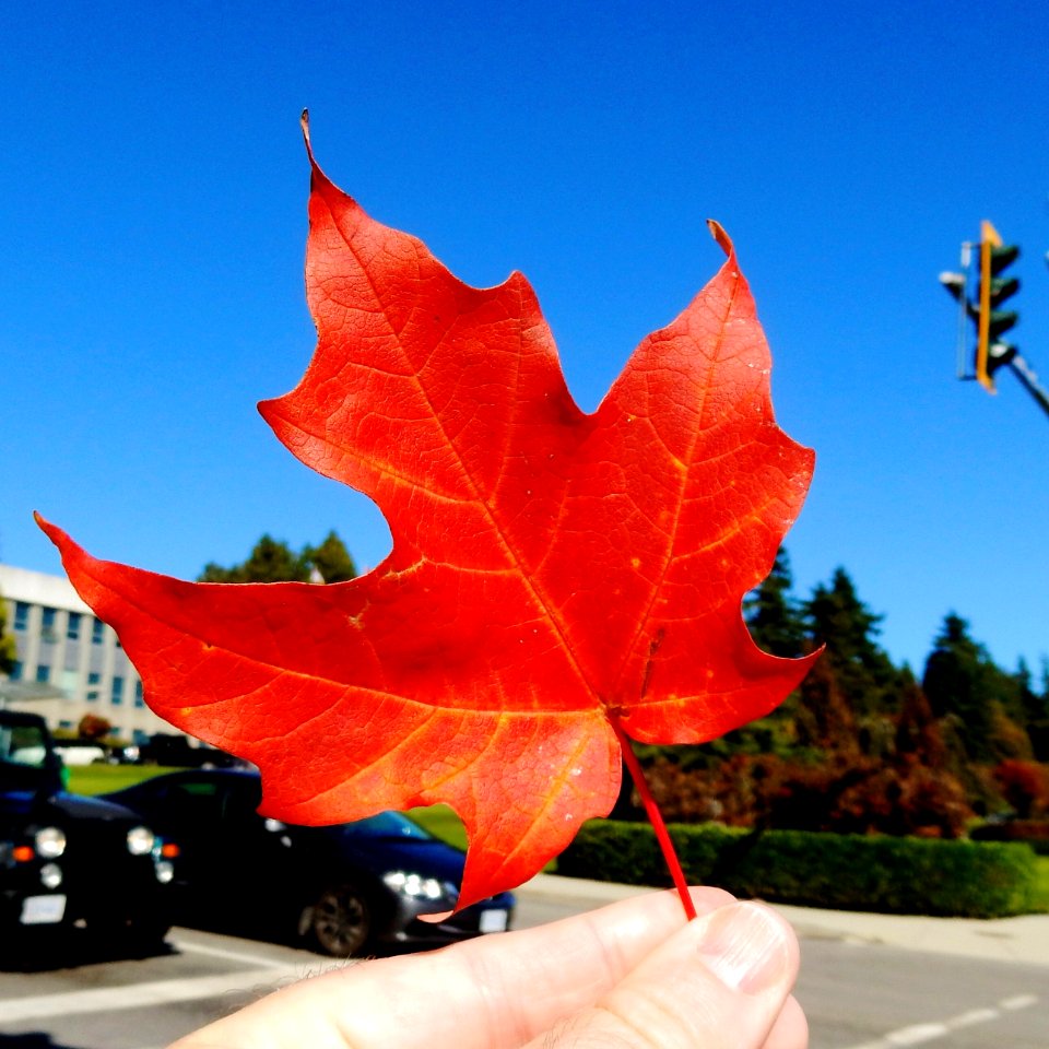 Autumn