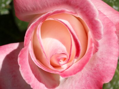 Garden flower pink flower
