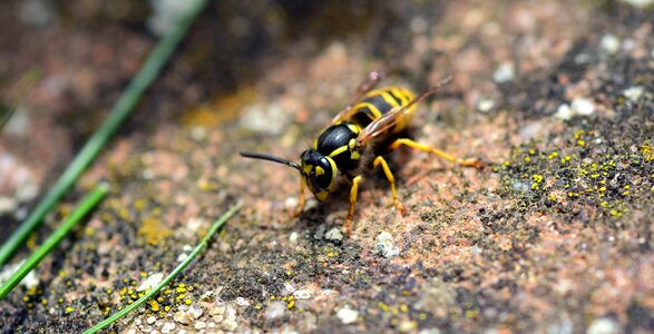 Close up animal garden photo