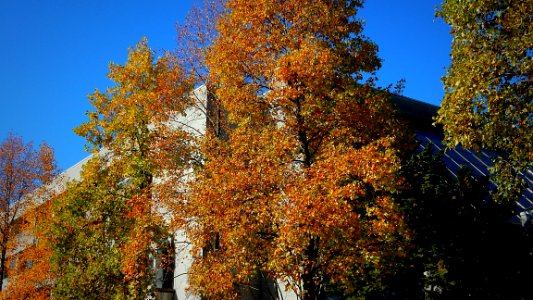 The Law Courts in the Fall
