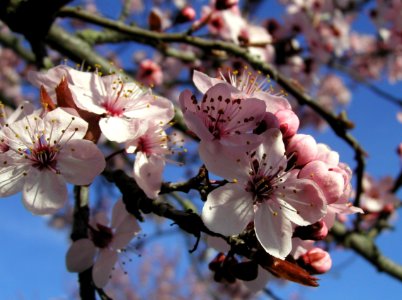 Pink Blossoms photo