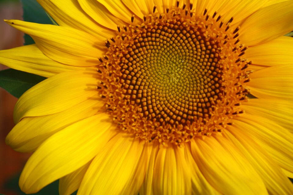 Plant nature flower