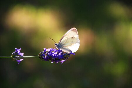 Butterfly cabbage lavender photo