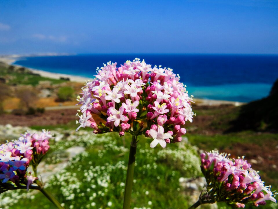 Pink flower flower picture flowers