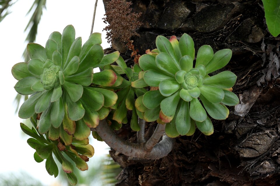 Succulent spurge euphorbium