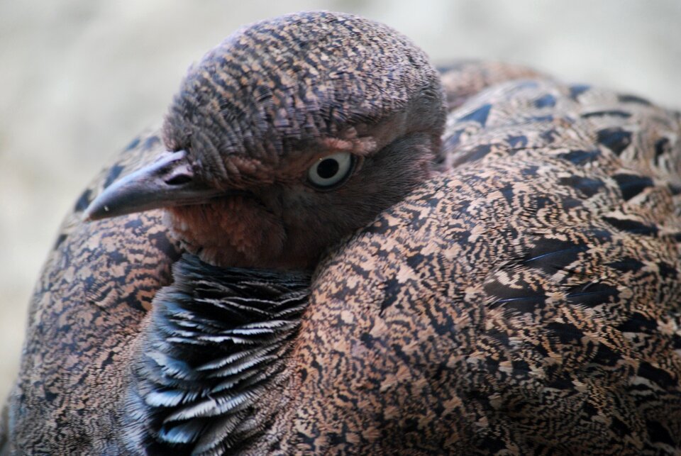 Feather beak avian photo